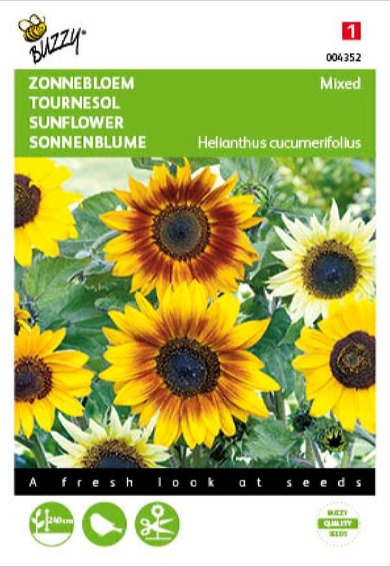 Sunflower cucumber-leaf (Helianthus) 160 seeds BU